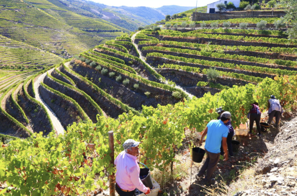 harvest in the douro valley