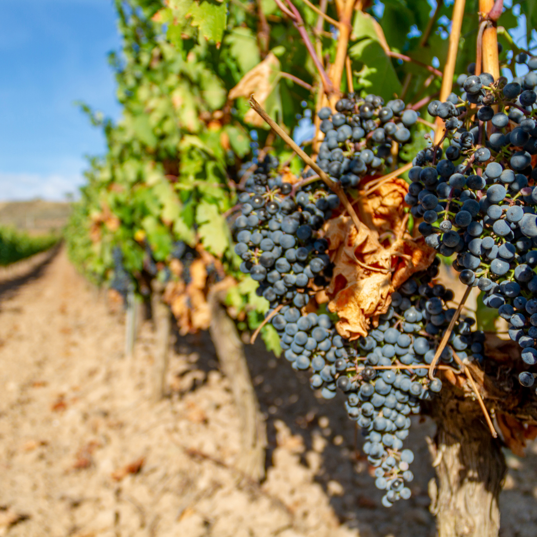 Fall Wine Routes: Rioja, Spain - Bella Vita Travels